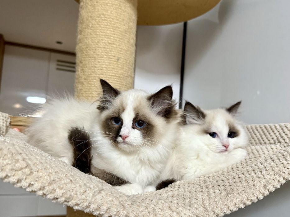 Kotka Ragdoll z rodowodem FPL