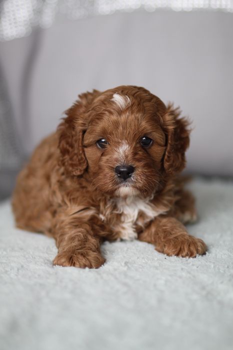 *** Cavapoo śliczny***