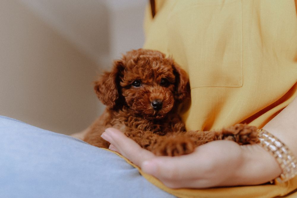 Poodle toy VIP red brown