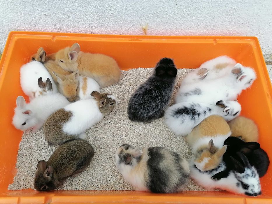 Vendo coelhos anões / 
Aves domésticados +Gaiola Nova