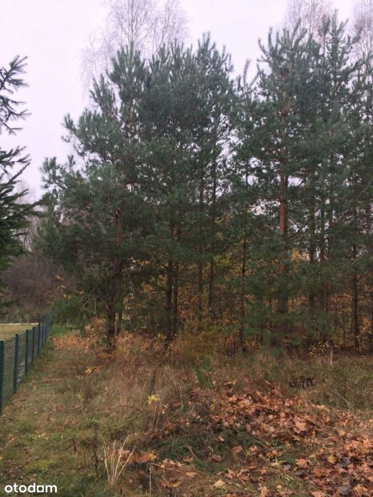 Zielonka 600 m² jezioro Lemańskie - Widok 2