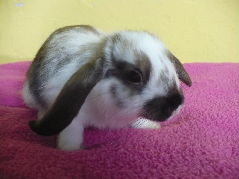 Królik miniaturowy Baranek