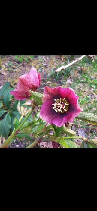 Zimową ozdoba ogrodu dla Pani Elizy