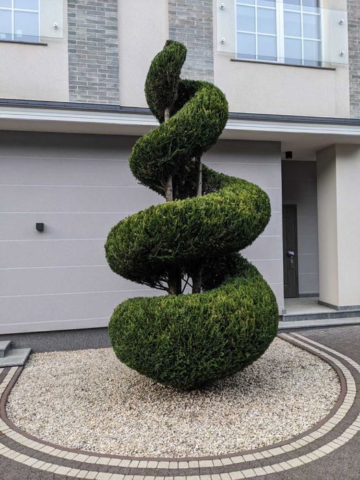 Стрижка туй, стрижка живоплоту, стрижка рослин, садівник, ландшафтний