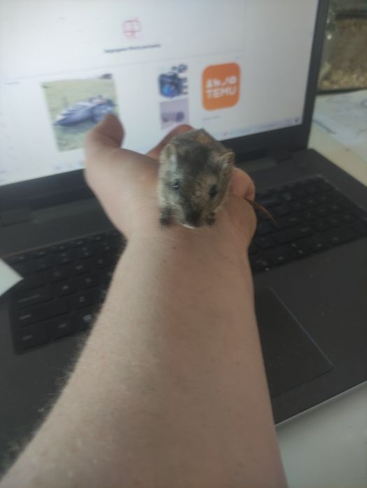 Myszoskoczki samiczki i samce