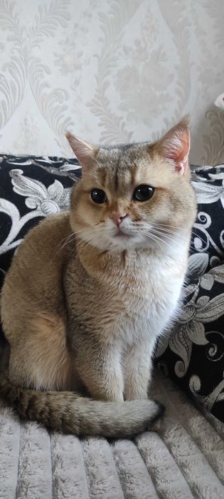 В'язка кота британська золота шиншила
