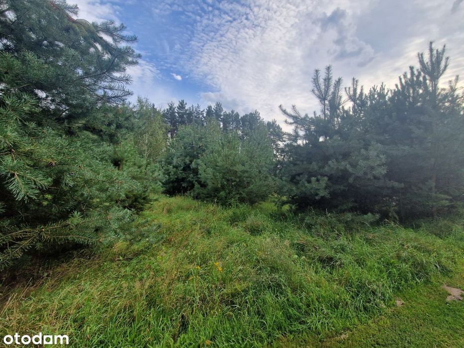 Chorzępowo działka budowlana 2295 m2 JEZIORO pod lasem MPZP Sieraków