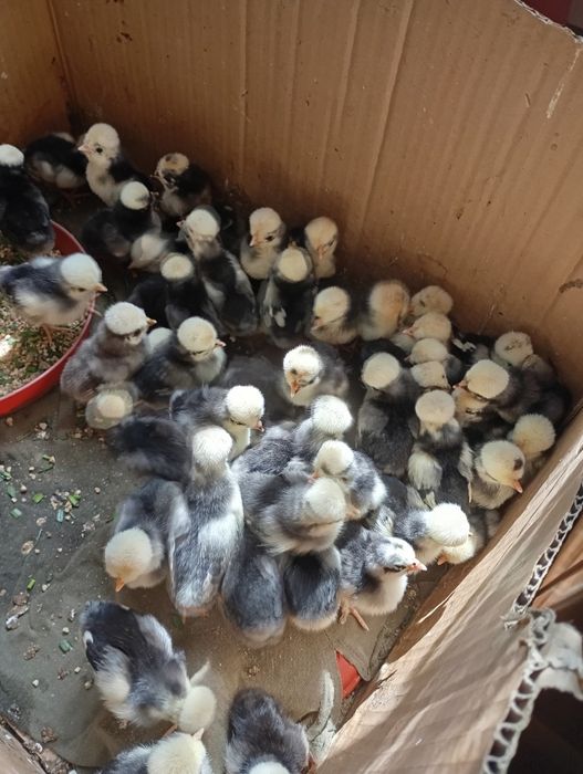 Kurczaki biało-czuby holenderskie