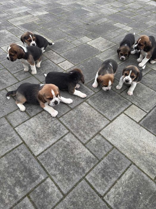 Beagle Tricolor pieski