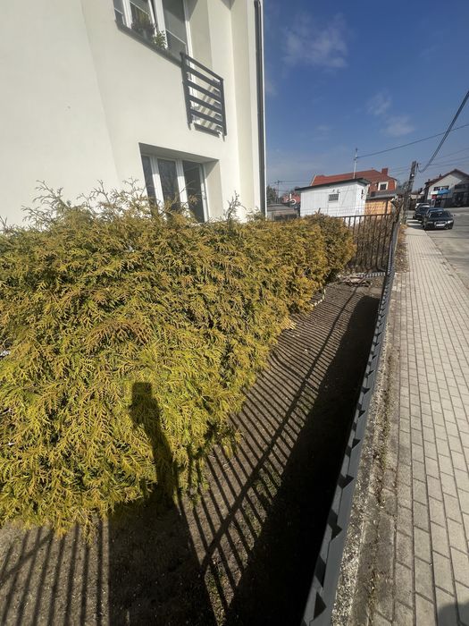 Krzew do ogrodu 230cm