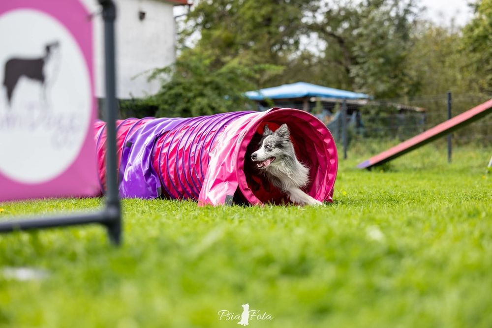 Zoopsycholog behawiorysta psów i kotów szkolenie szkoła dla psów