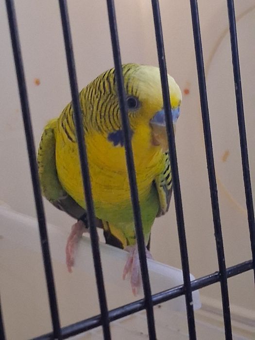 2 Casalinhos  de piriquitos asas negras