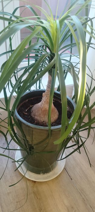 Nolina płożąca / palma