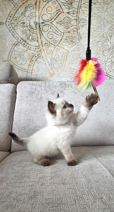 Ragdoll Seal Point – kot z rodowodem Siedlce
