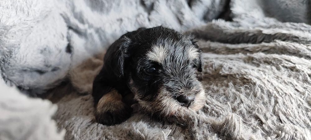 Sznaucer miniaturowy czarno-srebrny