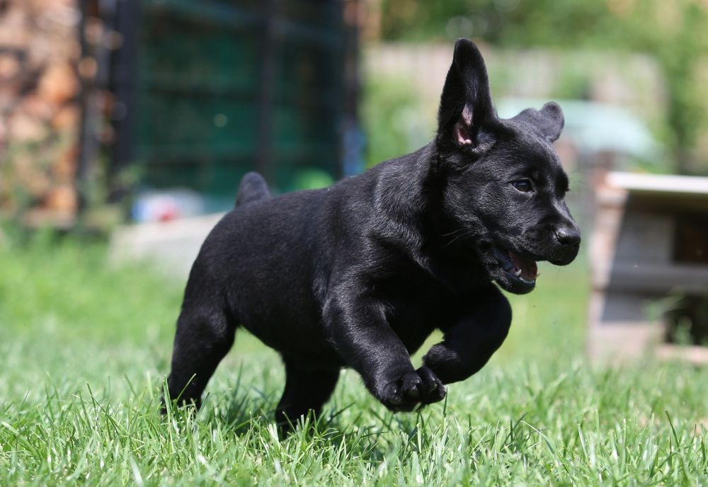 Чорні цуценята лабрадор ретривера