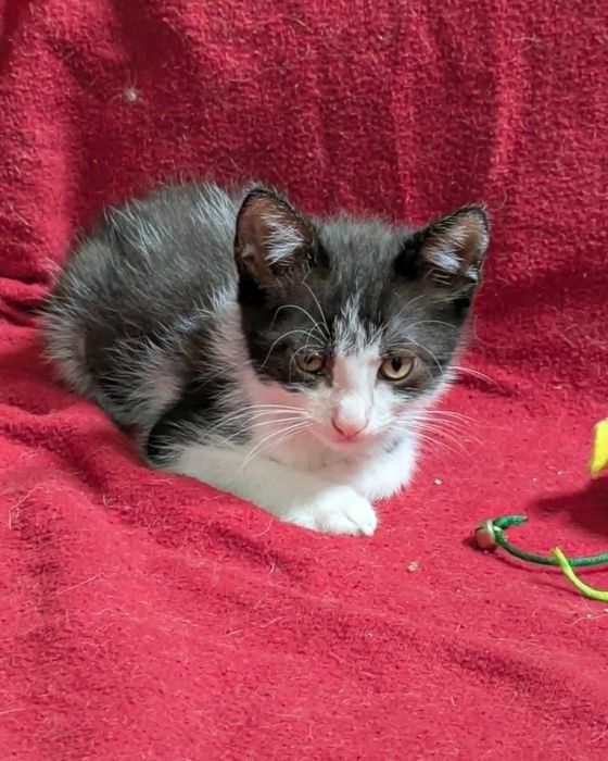 Oreo - Para Adopção Responsável