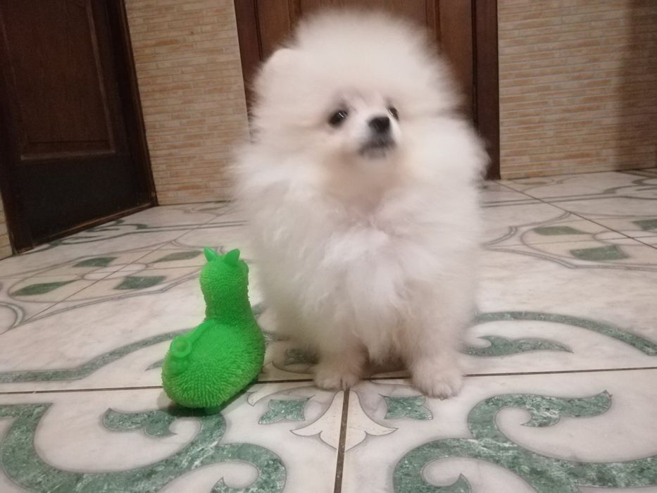 Розкішні міні шпіцулі