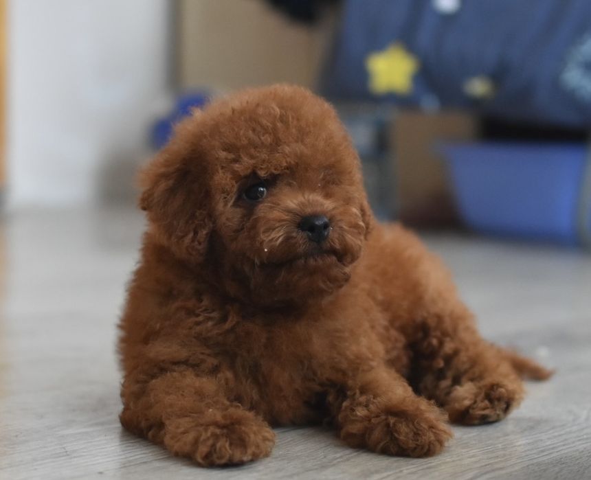 Хлопчик ред браун