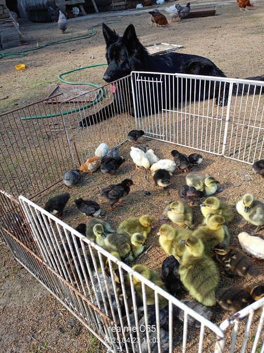 Kaczki staropolskie, żywe i tuszki