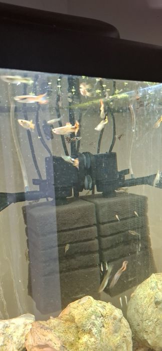 Анциструс гуппі та креветка