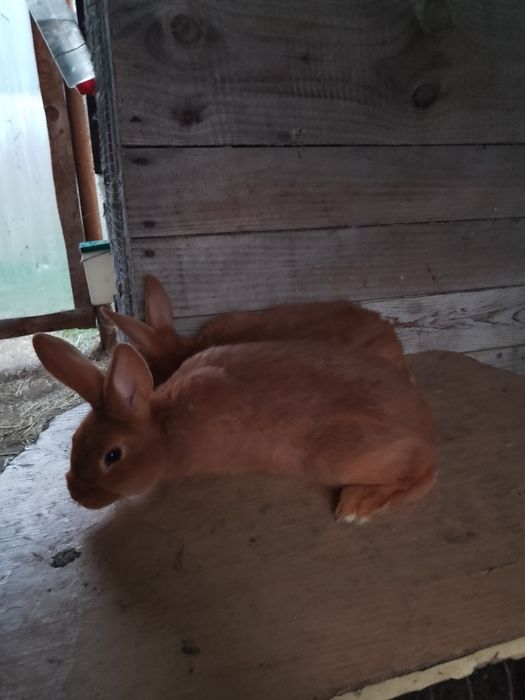 Króliki nowozelandzkie