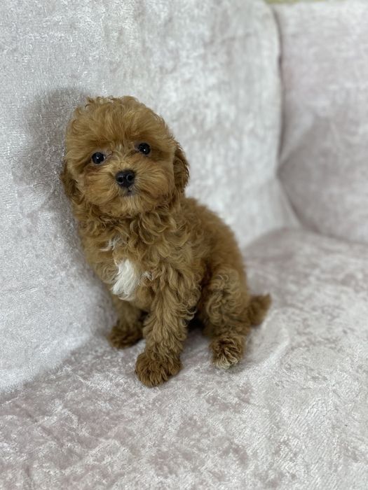 Мальтіпу Міні — готовий до переїзду!