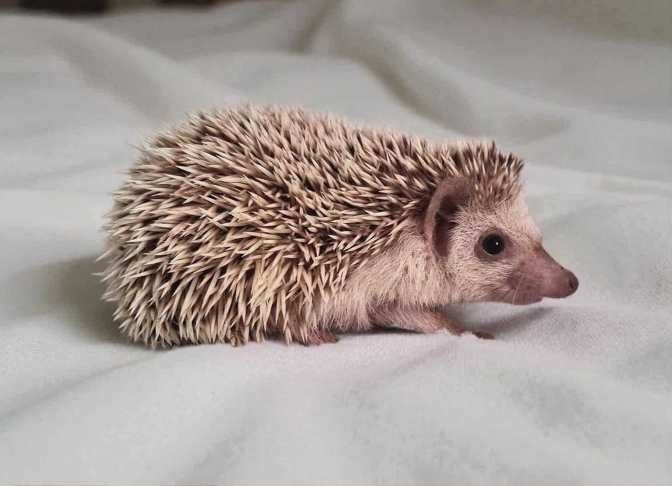 Jeż Jeżyk Pigmejski - maluszki gotowe na zmiane domu