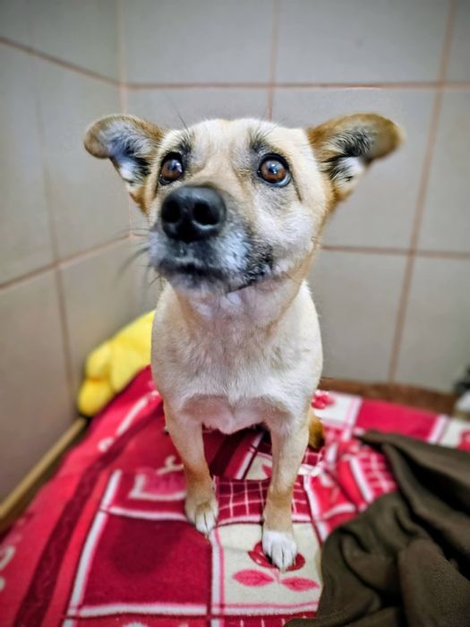 Mala sunia Eska czeka na domek