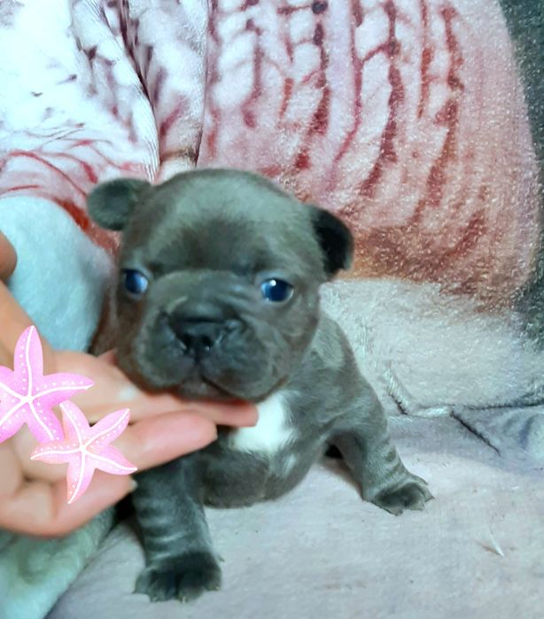Buldog francuski suczka
