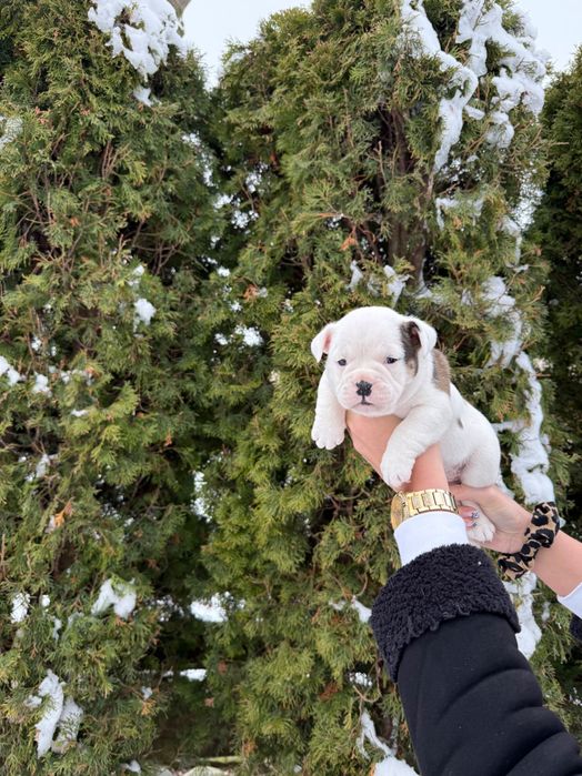 American Bully suczka