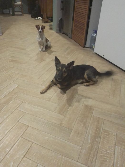 Собака в добрі руки