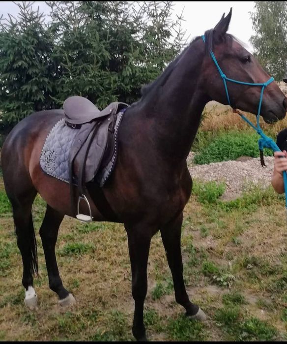 Klacz Wielkopolska z licencją