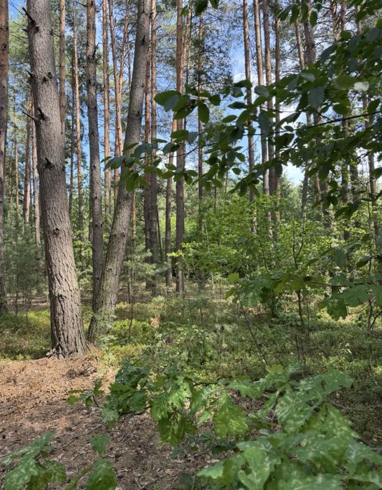 Земельна ділянка під будівництво!ЛІС ! 24сотки. Пилиповичі.
