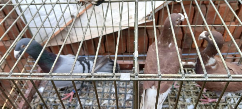 Sprzedam lub zamienie