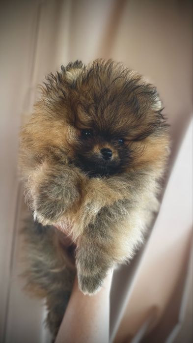 Szpic miniaturowy pomeranian FCI
