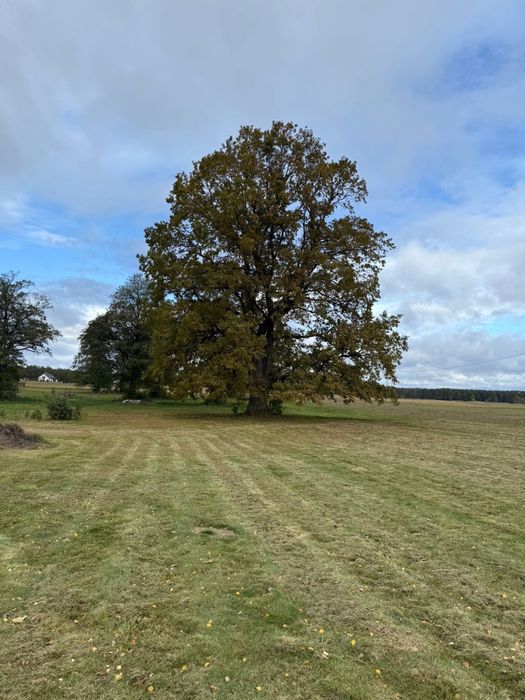 Oak House. Domek z balią w Serskim Lesie