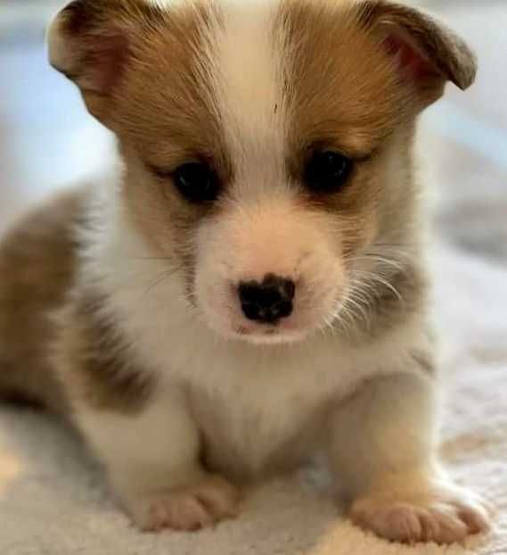 Найкращі друзі для дiтей коргi 2 місяці