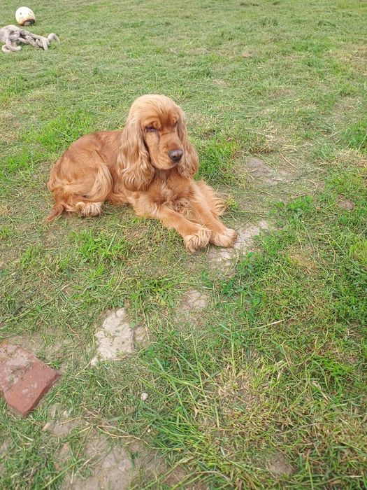 Cocker spaniel angielski piesek