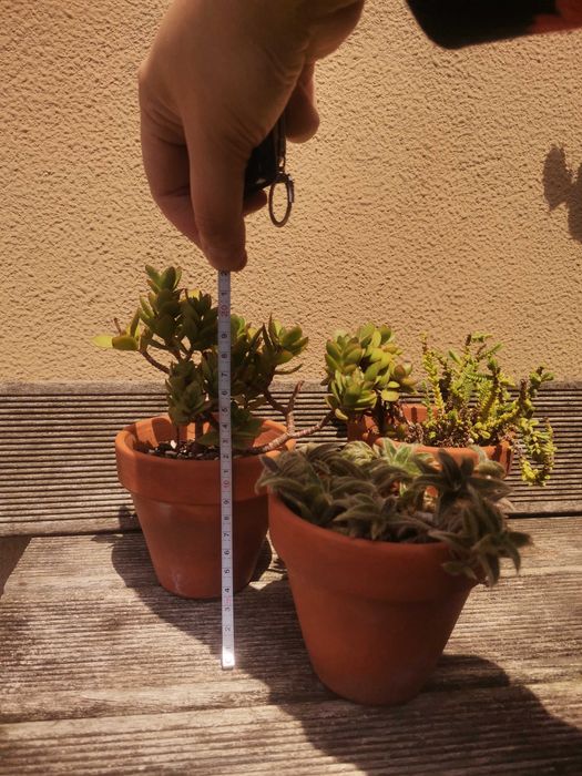 3 Vasos com suculentas variadas