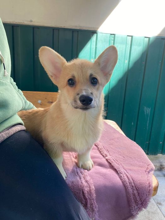 Дівчинка вельш коргі пемброк