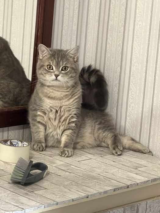 Вязка шотландский кот
