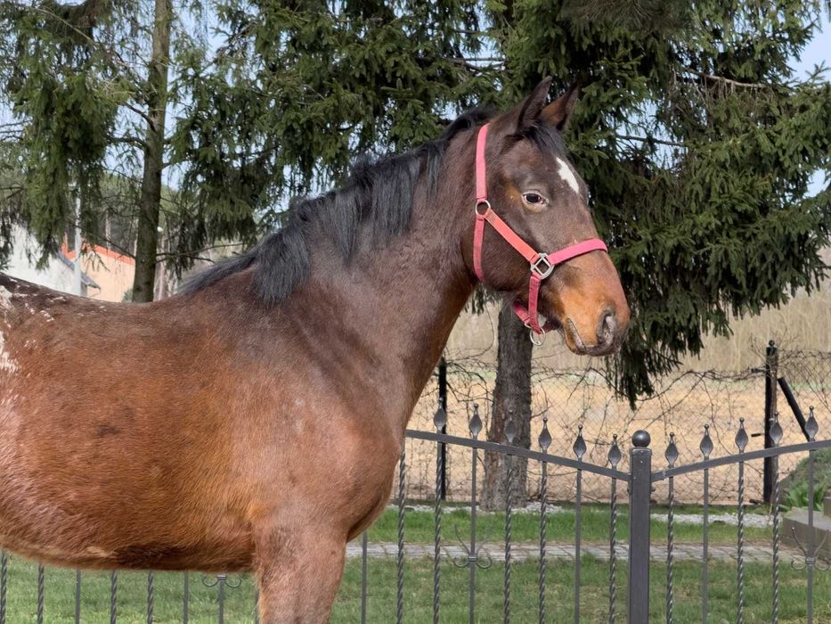 Tarant wałach 2 lata