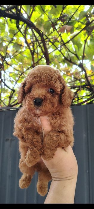 Чарiвний хлопчик той пудель ред