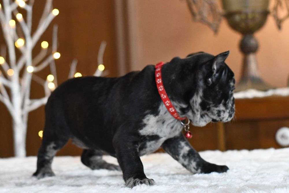 Buldog francuski sunia LENA