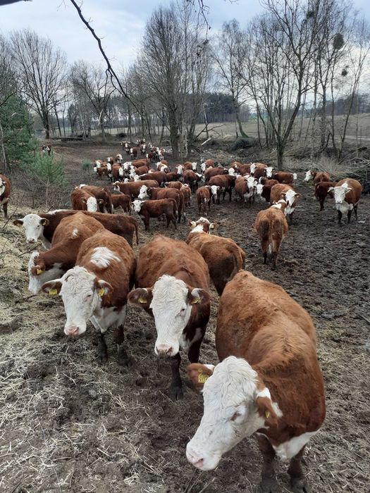 Skup Bydła Dalszego Howu