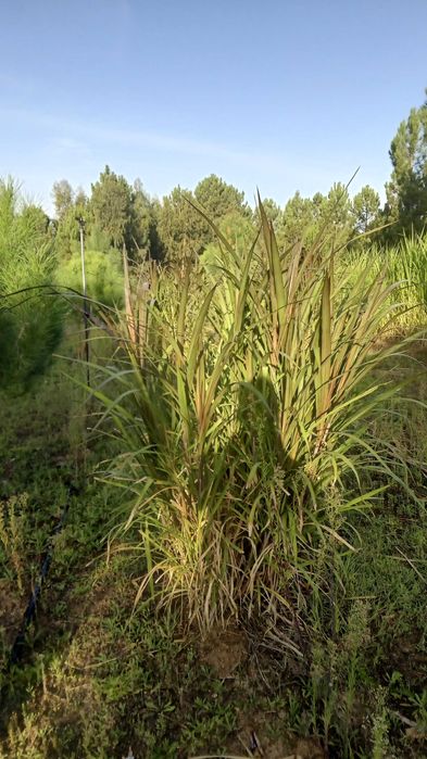 Capim gigante BRs capiaçu