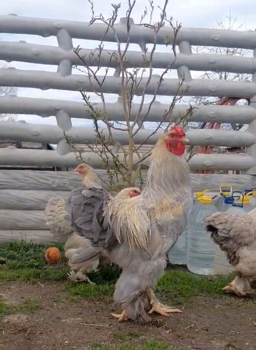 Кури Брама 1+4 сім'я та ціплята