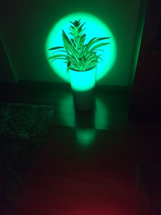 Kit Lanterna (Luz Verde) para caça