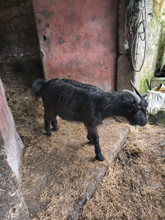 Cabrito para venda
